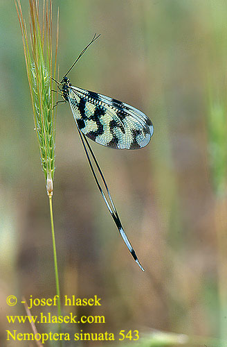 Nemoptera sinuata Stuholetka jižní Spoonwing lacewing Thread-winged Antlion Нитекрылка закавказская