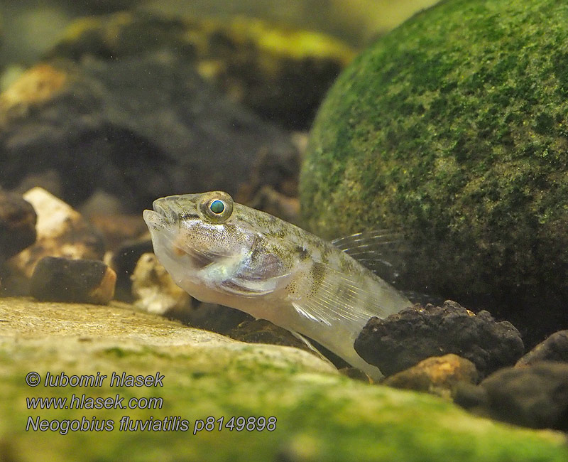 Neogobius fluviatilis