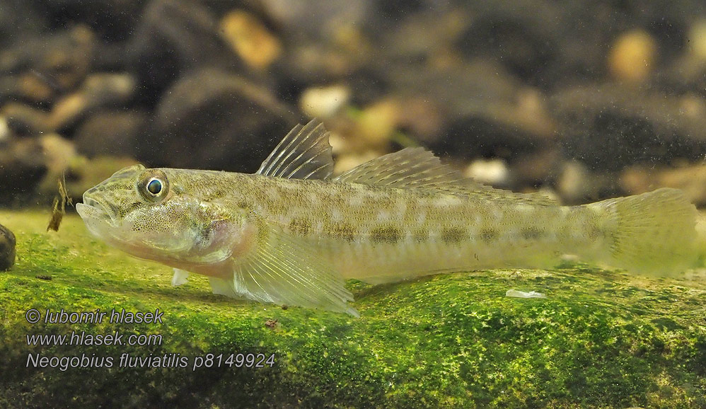 Neogobius fluviatilis