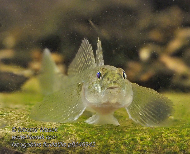 Neogobius fluviatilis