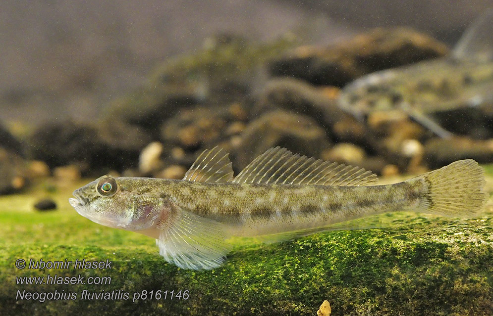 Neogobius fluviatilis