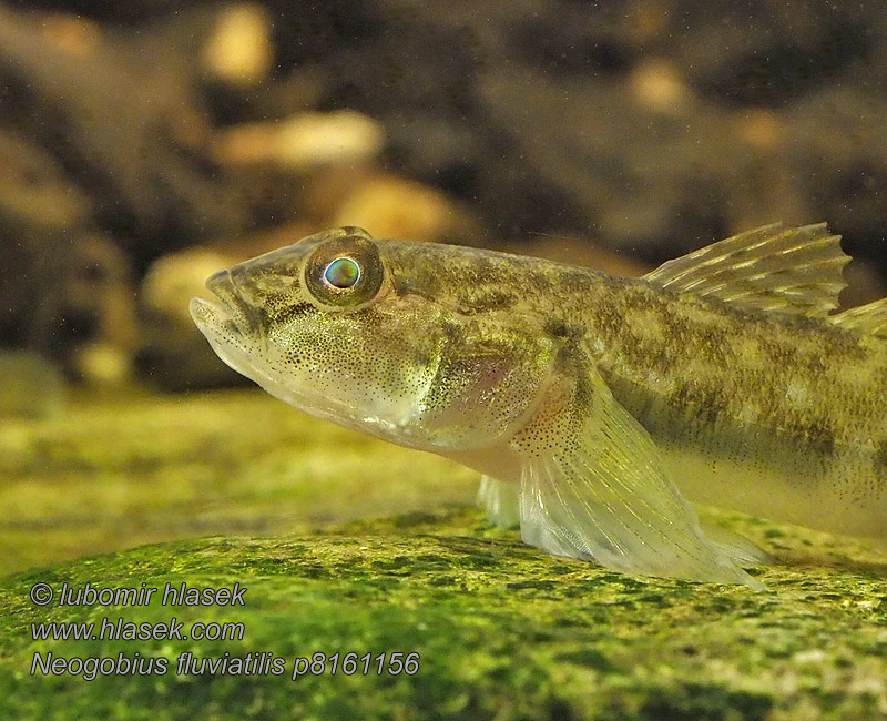 Neogobius fluviatilis