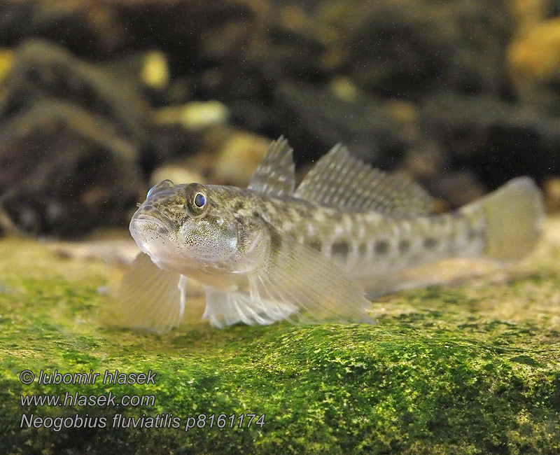 Neogobius fluviatilis