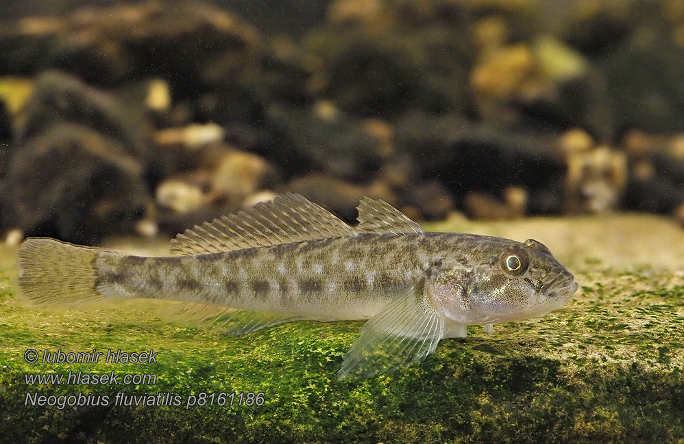 Neogobius fluviatilis