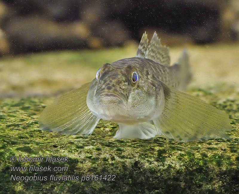 Neogobius fluviatilis