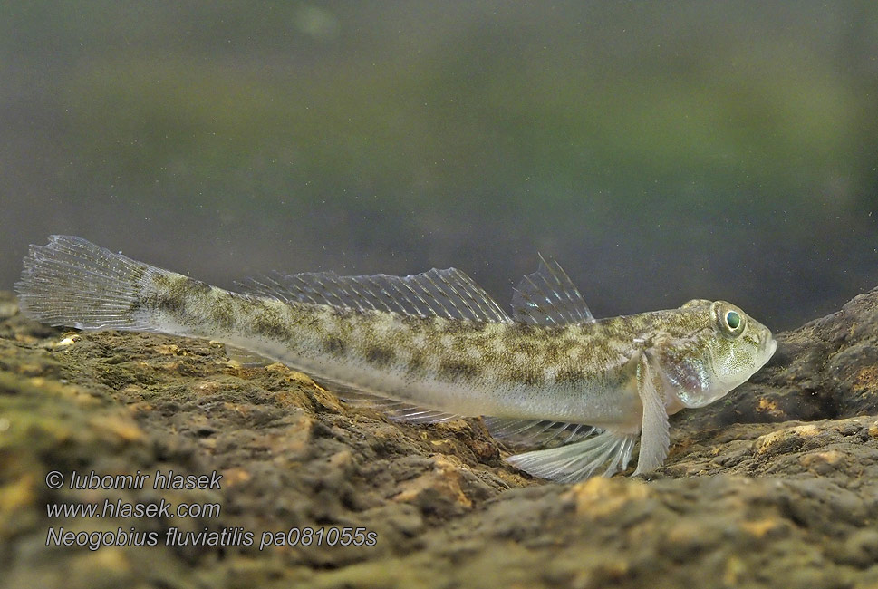 Pontische stroomgrondel Бичок-бабка Guvid baltăNeogobius fluviatilis