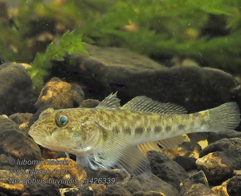 Býčko piesočný Folyami géb Бычок-песочник Neogobius fluviatilis