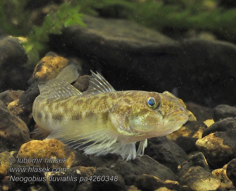 Monkey goby Hlaváč říční Flussgrundel Babka szczupła Neogobius fluviatilis