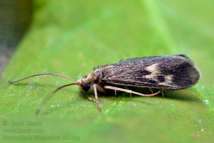 Chrostík dvouskvrnný Neureclipsis bimaculata