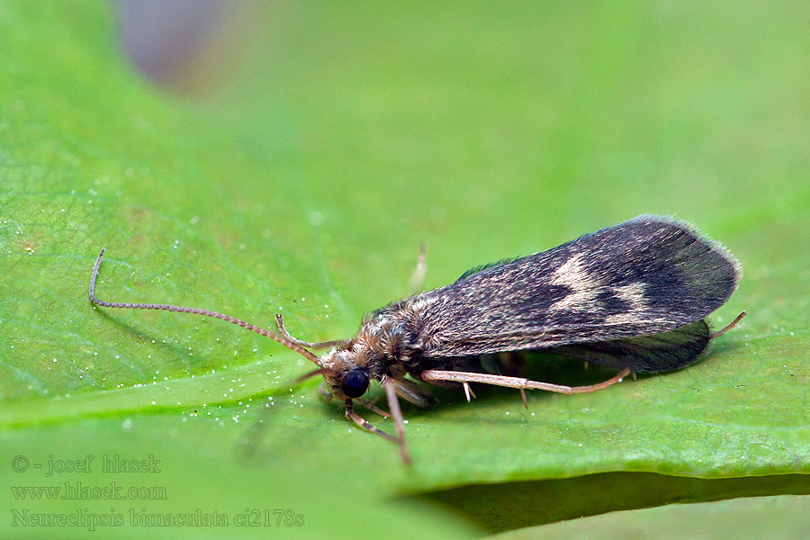 Neureclipsis bimaculata