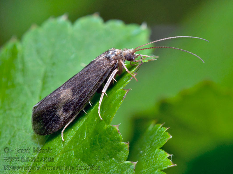 Neureclipsis bimaculata