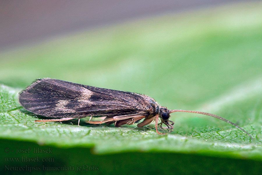 Neureclipsis bimaculata Chrostík dvouskvrnný