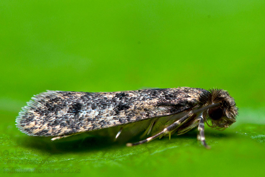 Niditinea fuscella Nestermotte Brown-dotted Clothes Moth