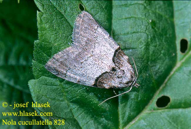 Nola cucullatella Short-cloaked Moth Hecken-Grauspinnerchen