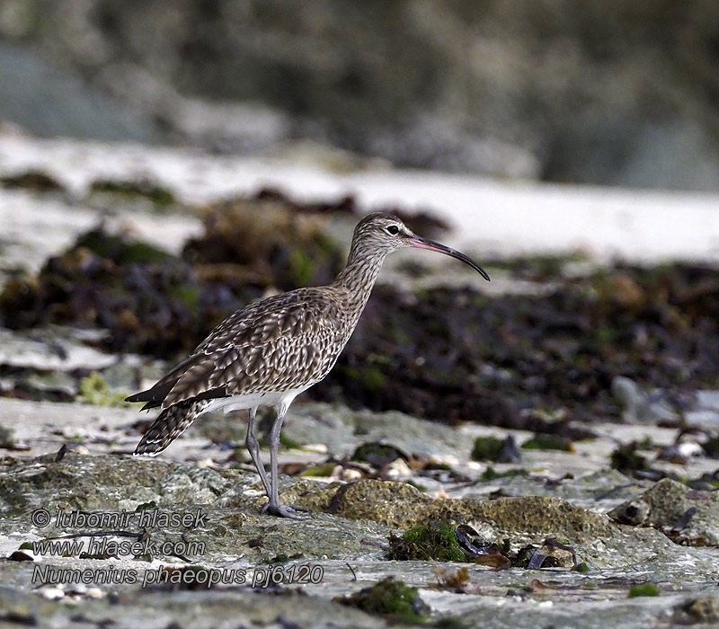 Hvizdák pásavohlavý Pòlit cantaire Kurlinta bekaindun Numenius phaeopus