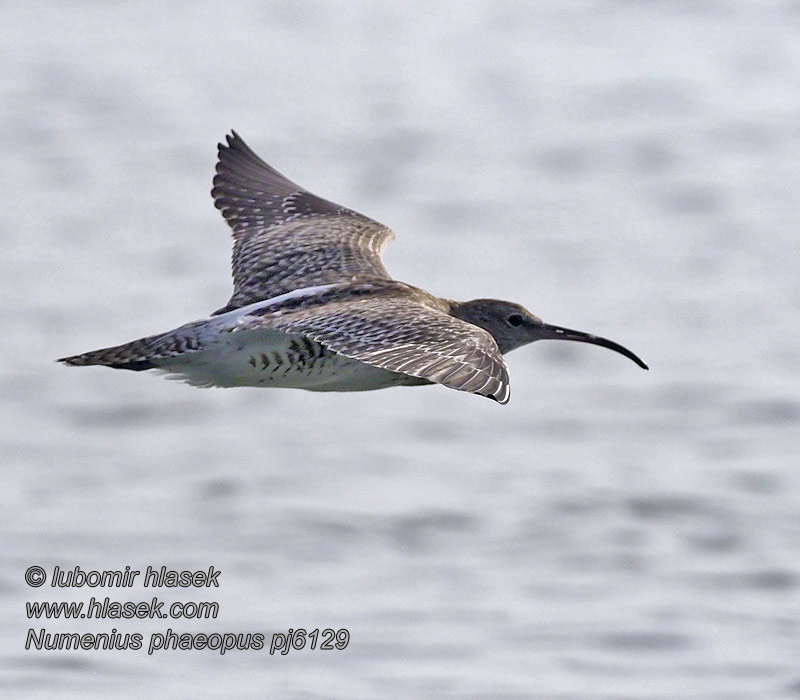 Кроншнеп средний Kis póling Kulik mniejszy Numenius phaeopus