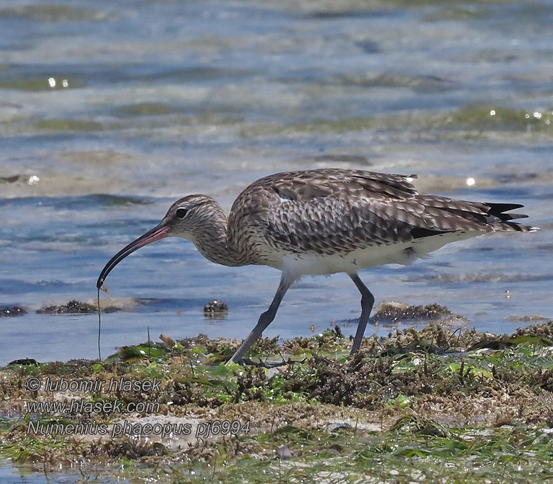 Lille Regnspove Regenwulp Pikkukuovi Småspove Småspov Numenius phaeopus