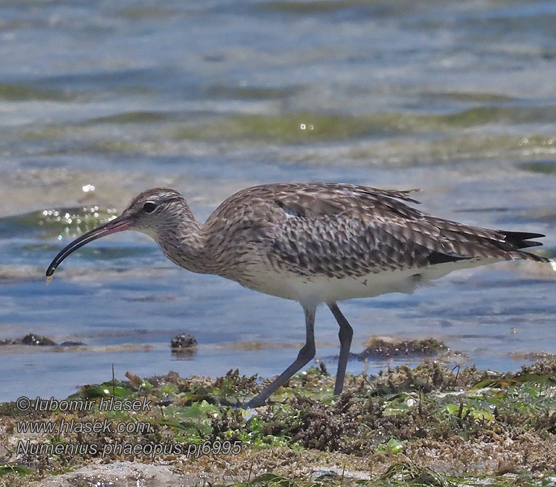 Chiurlo piccolo Maçarico-galego Småspove Numenius phaeopus