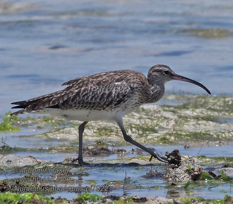 Koliha malá Numenius phaeopus