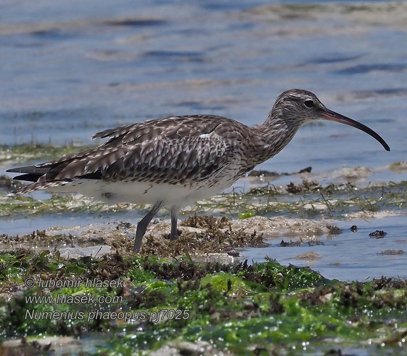 Whimbrel Regenbrachvogel Courlis corlieu Zarapito Trinador Numenius phaeopus