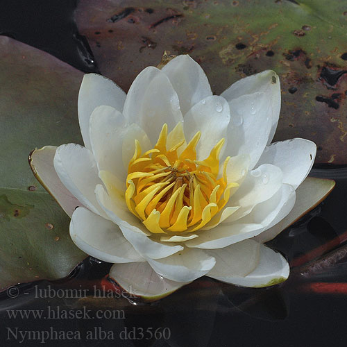 Nymphaea alba Hvid Nøkkerose European White Water-lily