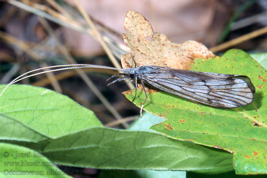 Odontocerum albicorne