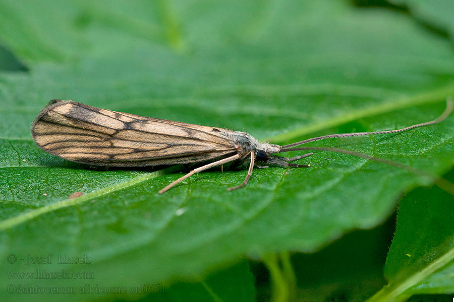 Odontocerum albicorne