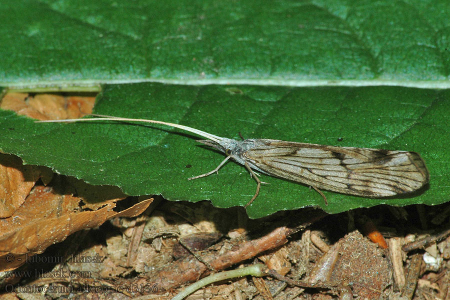 Odontocerum albicorne