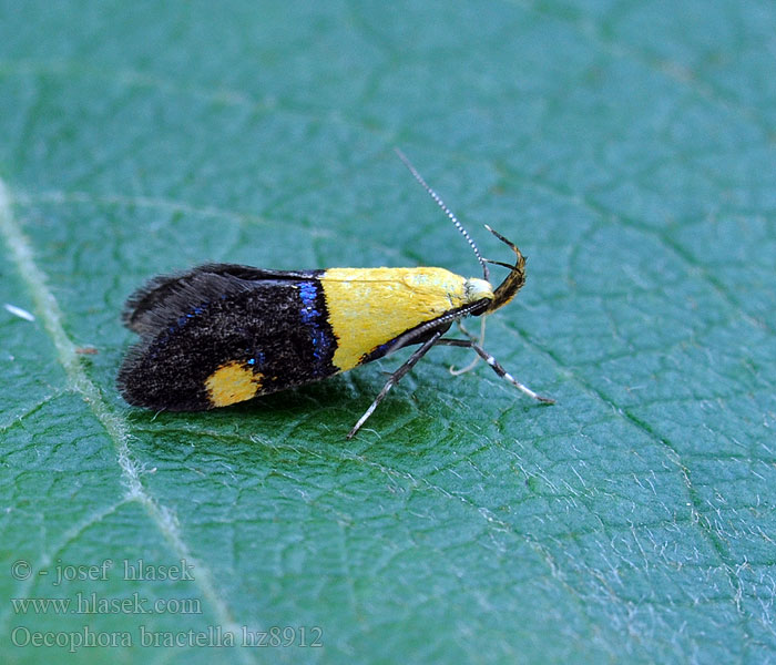 Oecophora bractella Tofarvet prydvinge