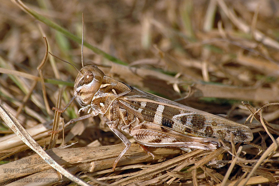 Saranče zelenokřídlá Szalagos sáska Oedaleus decorus