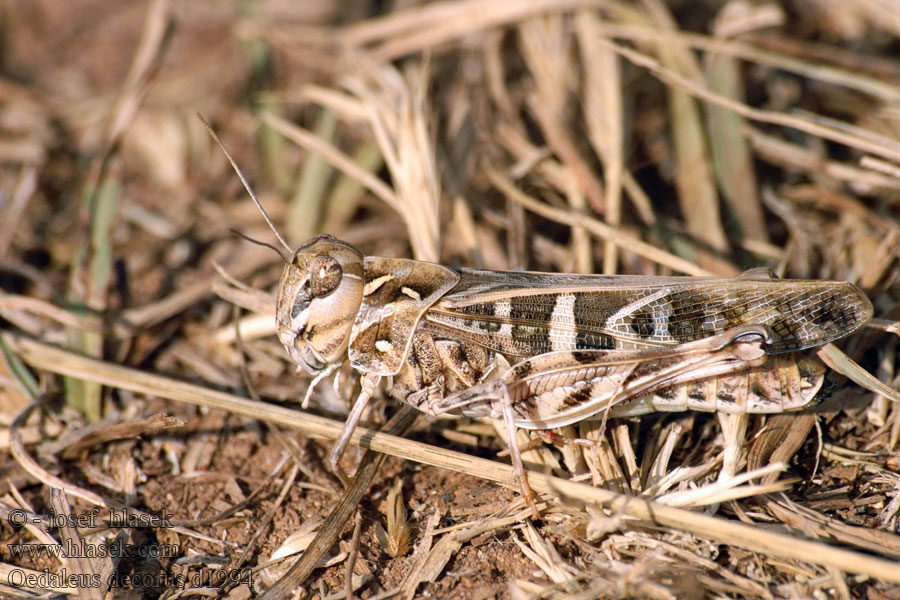 Oedaleus decorus Saranče zelenokřídlá Szalagos sáska