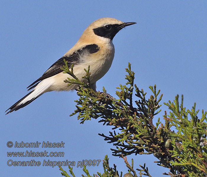 Middelhavsstenpikker Blonde Tapuit Rusotasku Oenanthe hispanica