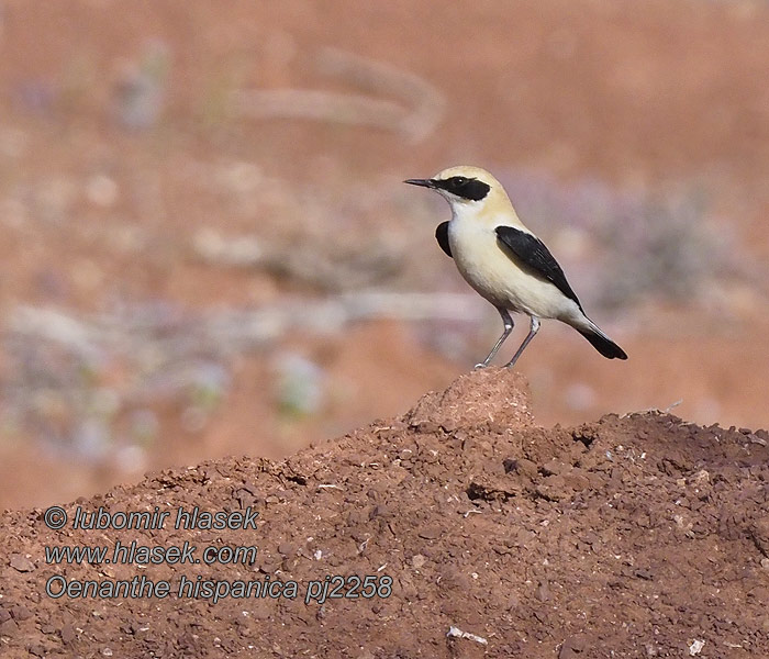 Black-eared Wheatear Mittelmeer-Steinschmätzer Oenanthe hispanica