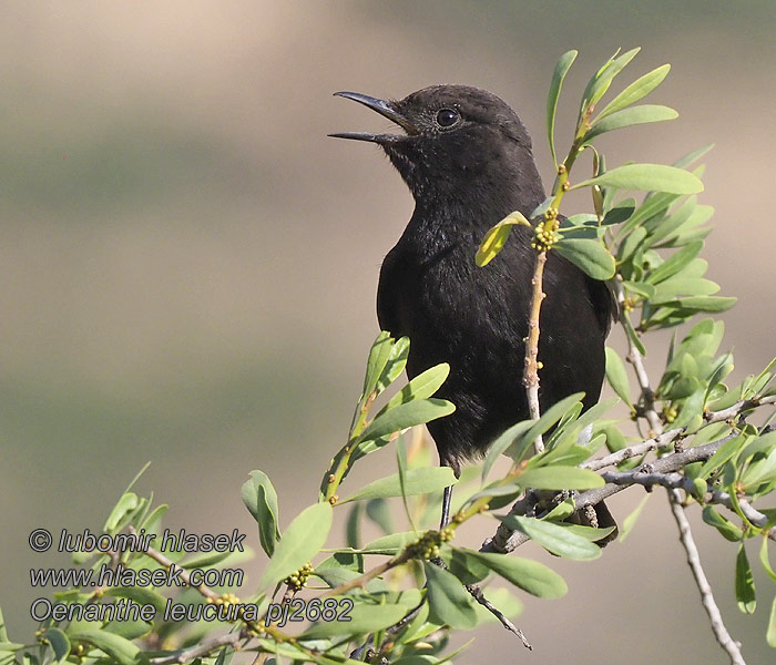 Oenanthe leucura Черно каменарче クロサバクヒタキ