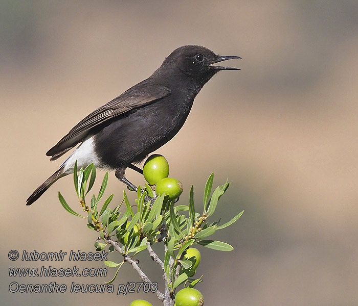 Black Wheatear Trauersteinschmätzer Traquet rieur Oenanthe leucura