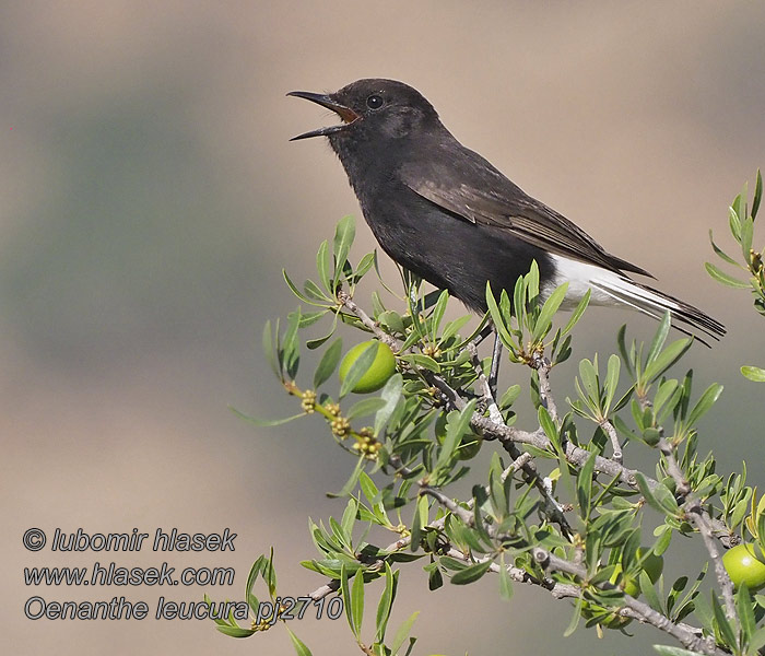 Collalba Negra Oenanthe leucura