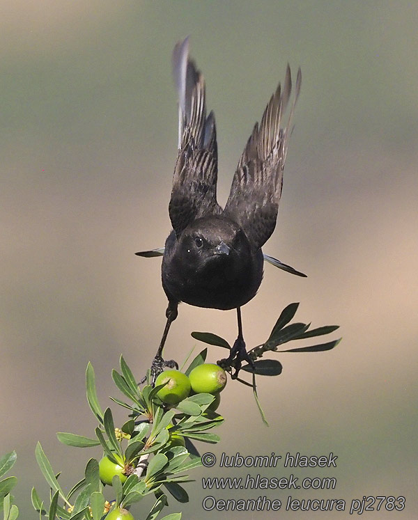 Oenanthe leucura