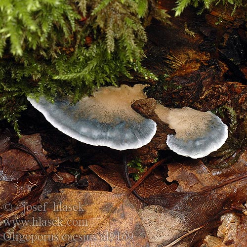 Thelephora caesia Tyromyces Blåkjuke アオゾメタケ Олигопорус синевато-серый