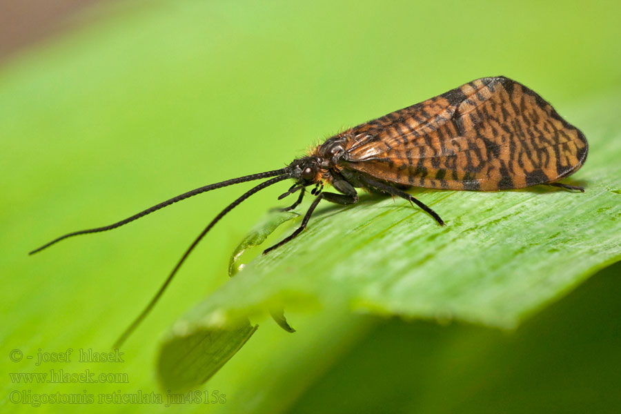 Oligostomis reticulata