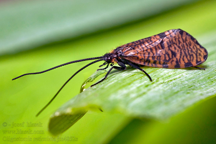 Oligostomis reticulata