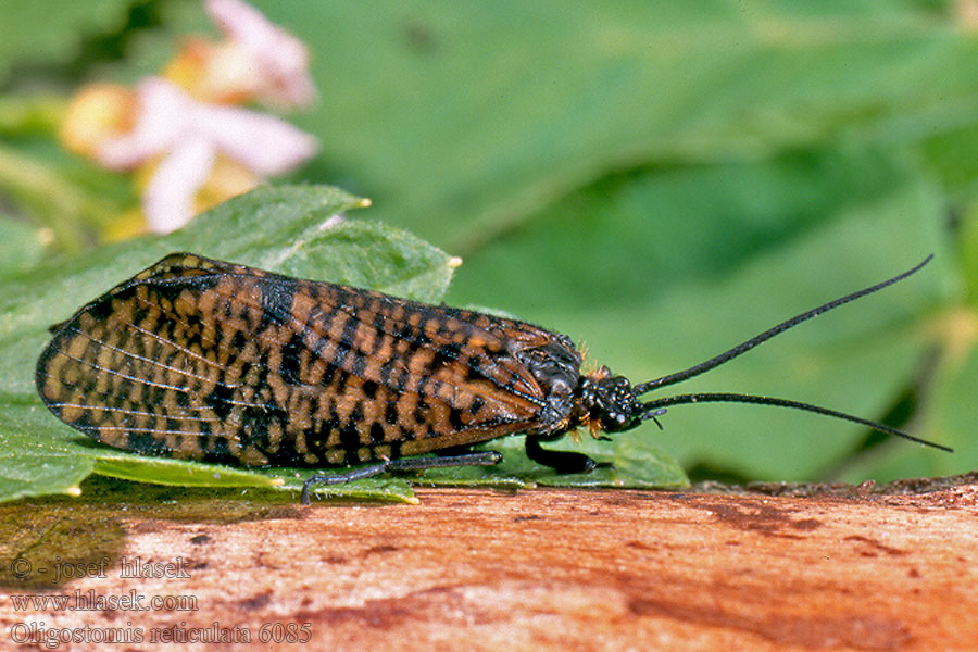 Oligostomis reticulata