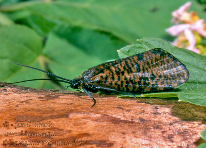 Oligostomis reticulata