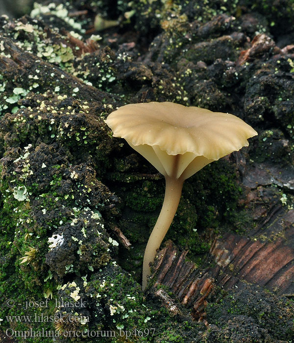 Omphalina ericetorum Poimunapalakki Omphale bruyères