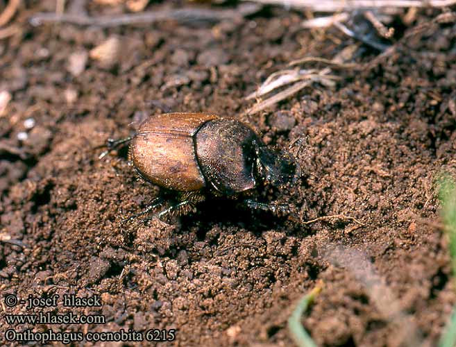 Onthophagus coenobita 6215