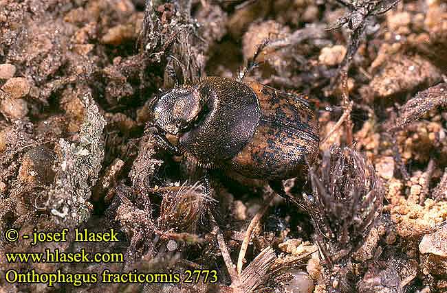 Onthophagus fracticornis 2773