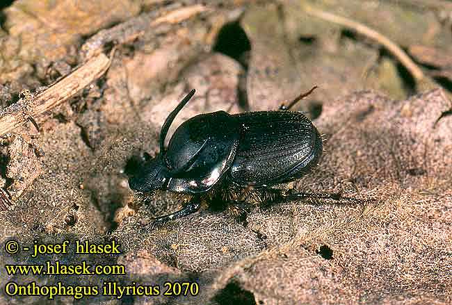 Onthophagus illyricus 2070