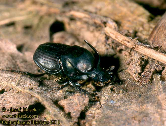 Onthophagus illyricus 6411