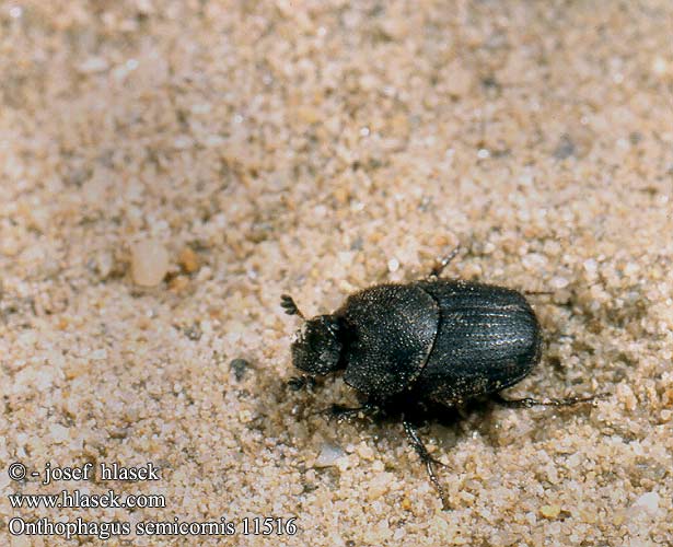 Onthophagus semicornis 1151