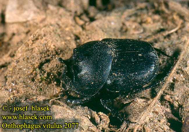 Onthophagus vitulus 2077