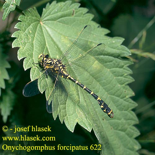 Onychogomphus forcipatus Green-eyed Hook-tailed Dragonfly Small Pincertail